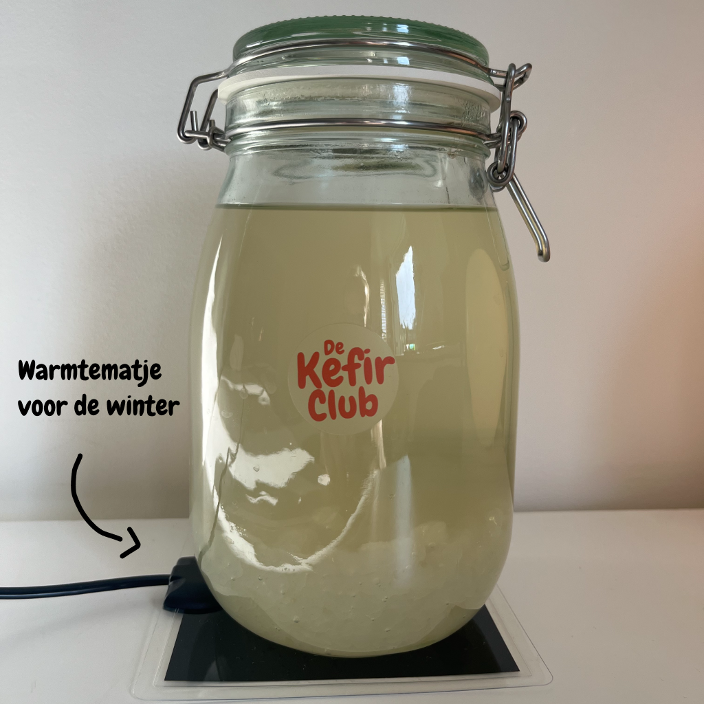 Verse waterkefirkorrels